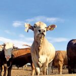 Reportan 92 contagios de miasis en humanos; barrenador agrava alarma epidemiológica