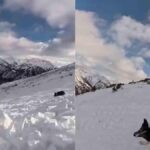 "Desafío extremo en las montañas: esquiadora atrapada bajo avalancha y lucha por salvarse junto a su fiel compañero, un perro valiente"